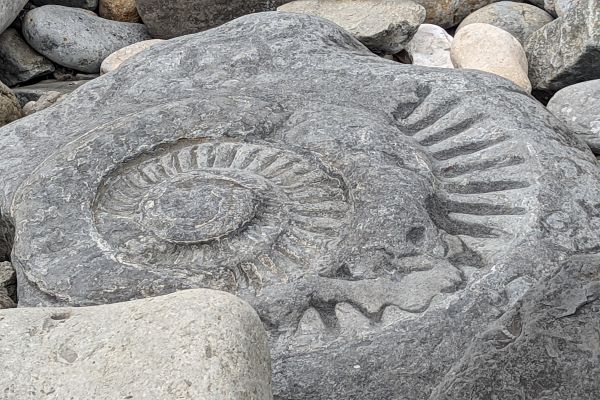 A close up view of a limestone boulder with a swirled white ammonite imprint on Monmouth beach, Lyme Regis